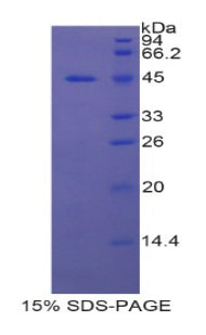 Figure 1. SDS-PAGE
