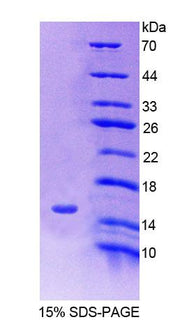 Figure 1. SDS-PAGE