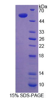 Figure 1. SDS-PAGE
