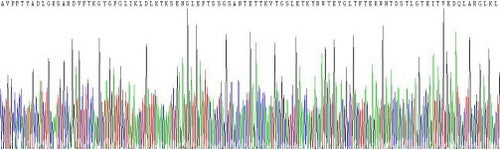 Recombinant Human Voltage Dependent Anion Channel Protein 1 (VDAC1)