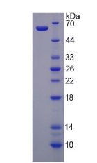Figure 3. SDS-PAGE