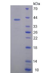 Figure 2. SDS-PAGE