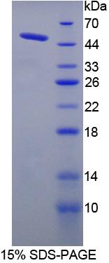 Figure 1. SDS-PAGE