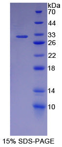 Figure 1. SDS-PAGE