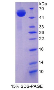 Figure 1. SDS-PAGE