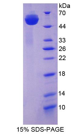 Figure 1. SDS-PAGE