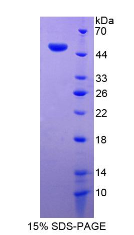 Figure 1. SDS-PAGE