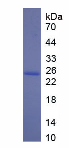 Figure 1. SDS-PAGE