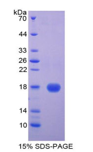 Figure 1. SDS-PAGE
