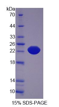Figure 1. SDS-PAGE