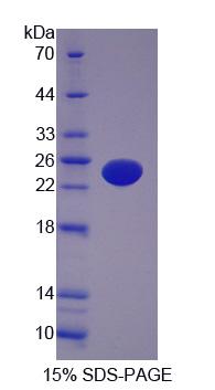 Figure 1. SDS-PAGE