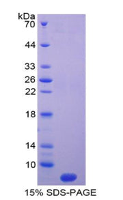 Figure 1. SDS-PAGE