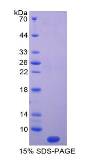 Figure 1. SDS-PAGE