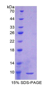 Figure 1. SDS-PAGE
