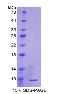 Figure 1. SDS-PAGE