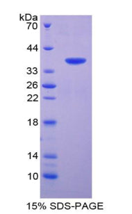 Figure 1. SDS-PAGE