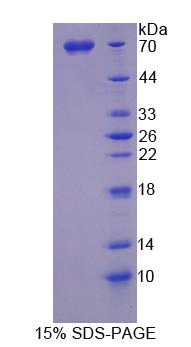 Figure 1. SDS-PAGE