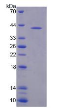 Figure 2. SDS-PAGE