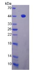 Figure 2. SDS-PAGE