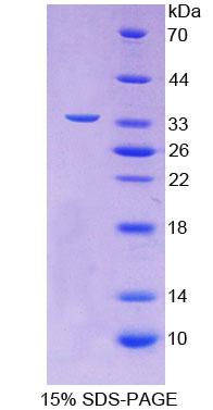 Figure 1. SDS-PAGE