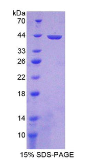 Figure 1. SDS-PAGE