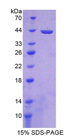 Figure 1. SDS-PAGE