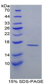 Figure 1. SDS-PAGE