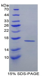 Figure 1. SDS-PAGE