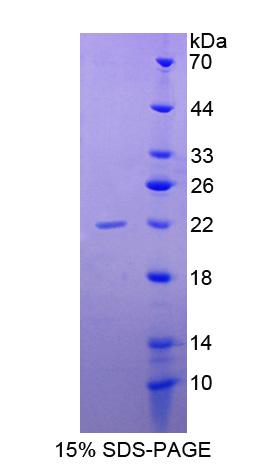 Figure 1. SDS-PAGE