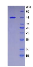 Figure 3. SDS-PAGE