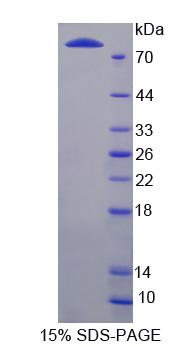 Figure 1. SDS-PAGE