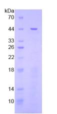 Figure 2. SDS-PAGE