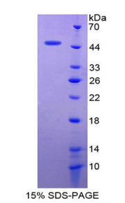 Figure 1. SDS-PAGE