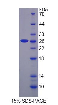 Figure 1. SDS-PAGE