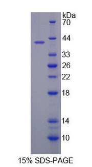 Figure 1. SDS-PAGE