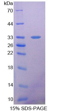 Figure 1. SDS-PAGE