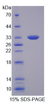 Figure 1. SDS-PAGE