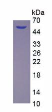 Figure 2. SDS-PAGE