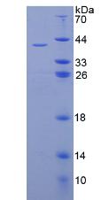Figure 2. SDS-PAGE