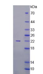 Figure 2. SDS-PAGE