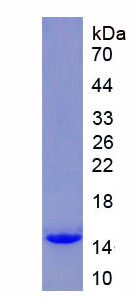 Figure 1. SDS-PAGE