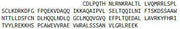 Recombinant Interferon Alpha (IFNa), RPU52967
