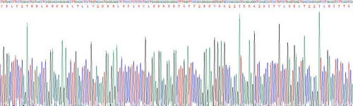 Recombinant Mouse Interferon Alpha (IFNa)