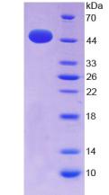 Figure 3. SDS-PAGE