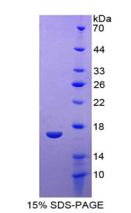 Figure 1. SDS-PAGE