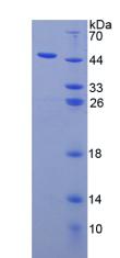 Figure 2. SDS-PAGE