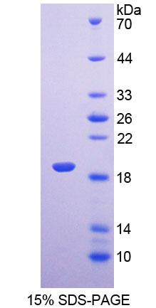 Figure 1. SDS-PAGE