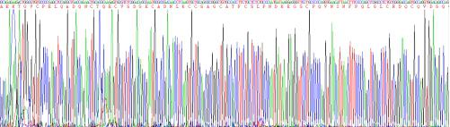 Recombinant Human WAP Four Disulfide Core Domain Protein 2 (WFDC2)