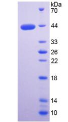 Figure 3. SDS-PAGE