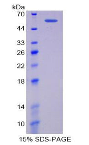 Figure 1. SDS-PAGE